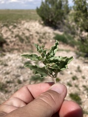 Acleisanthes diffusa