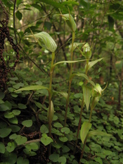 Pterostylis auriculata