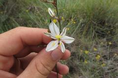 Chlorophytum capense