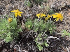 Nestotus stenophyllus