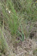 Chlorophytum capense