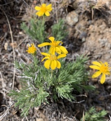 Nestotus stenophyllus