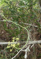 Notobubon laevigatum
