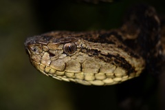 Bothrops osbornei