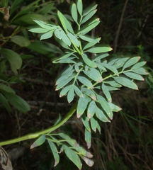 Notobubon laevigatum