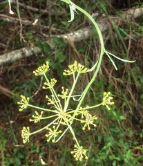 Notobubon laevigatum