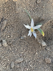 Leucocrinum montanum