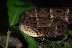 Bothrops osbornei