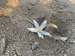 Leucocrinum montanum