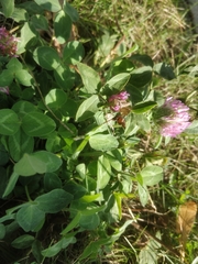 Trifolium pratense