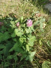 Trifolium pratense