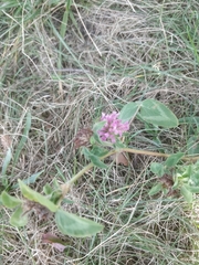 Trifolium pratense