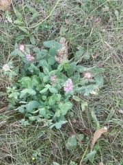 Trifolium pratense