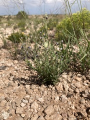 Hebecarpa barbeyana