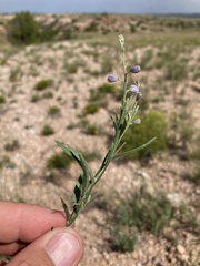 Hebecarpa barbeyana