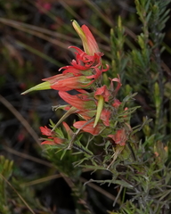 Castilleja fissifolia