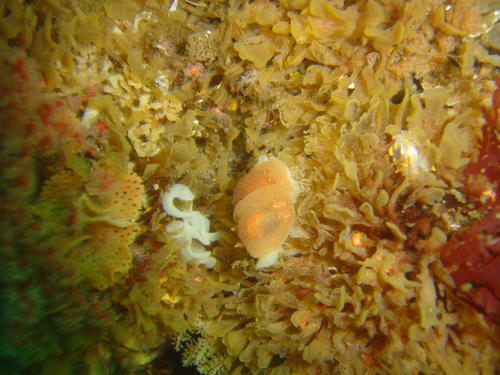 Acanthodoris planca