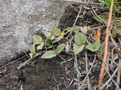 Ceropegia linearis linearis