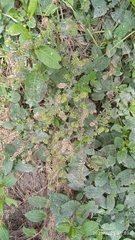 Lepidium bipinnatifidum