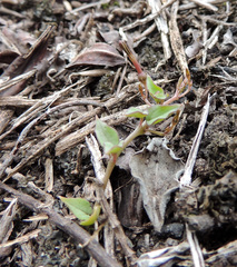 Ceropegia linearis linearis