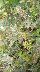 Lepidium bipinnatifidum