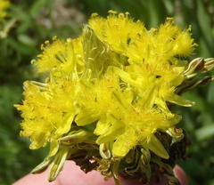 Bulbine narcissifolia