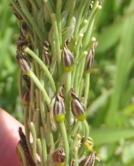 Bulbine narcissifolia