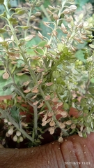 Lepidium bipinnatifidum