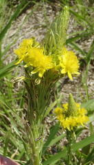 Bulbine narcissifolia