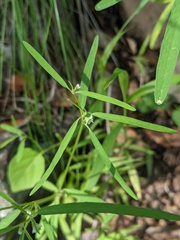 Euphorbia bilobata
