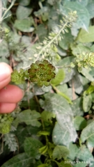 Lepidium bipinnatifidum