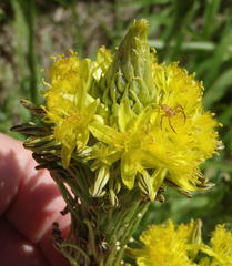 Bulbine narcissifolia