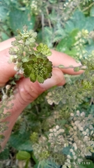 Lepidium bipinnatifidum