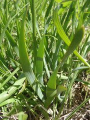 Bulbine narcissifolia