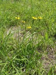 Bulbine narcissifolia