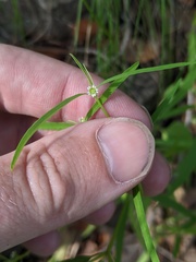 Euphorbia bilobata