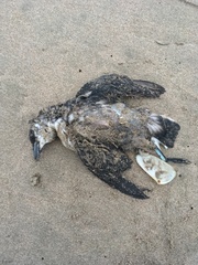 Pelecanoides garnotii