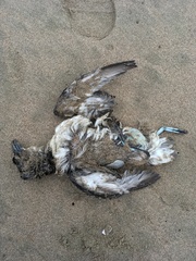 Pelecanoides garnotii