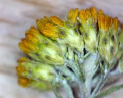 Athanasia filiformis