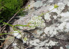 Stenosemis angustifolia