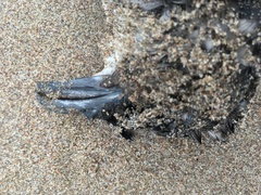 Pelecanoides garnotii