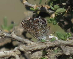 Brephidium metophis
