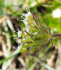 Stenosemis angustifolia