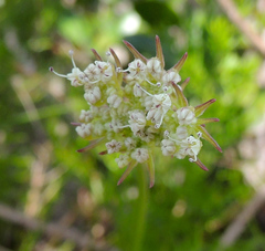 Stenosemis angustifolia