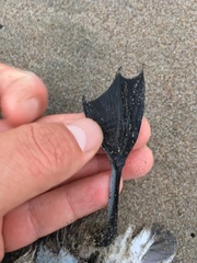 Pelecanoides garnotii