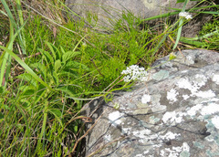 Stenosemis angustifolia