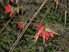 Castilleja fissifolia