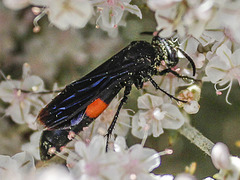 Stizoides renicinctus