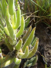 Crassula mesembryanthoides hispida