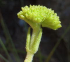 Crassula mesembryanthoides hispida